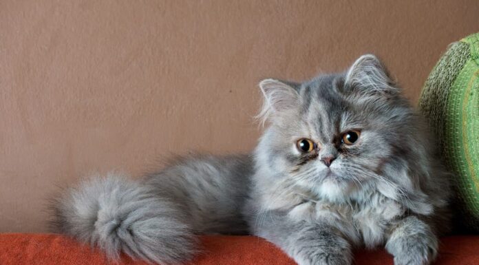 Gatto persiano sul divano