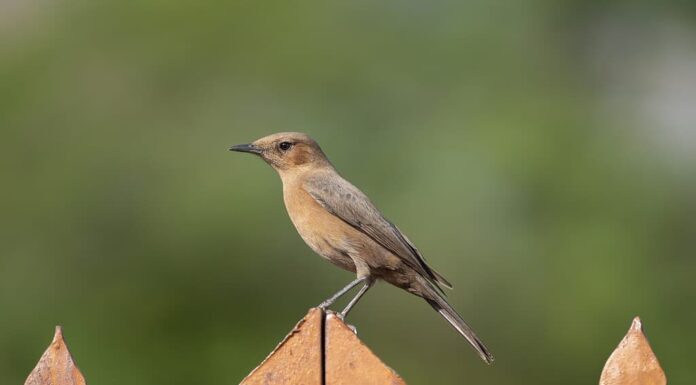 Chat di roccia marrone, chat indiana - Oenanthe fusca su recinzione su sfondo verde.  Foto dal forte di Ranthambore nel Rajasthan, India.