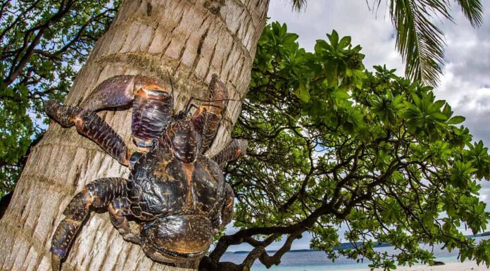 I granchi del cocco sono enormi granchi terrestri con una forte presa e la capacità di trasportare 65 libbre. 
