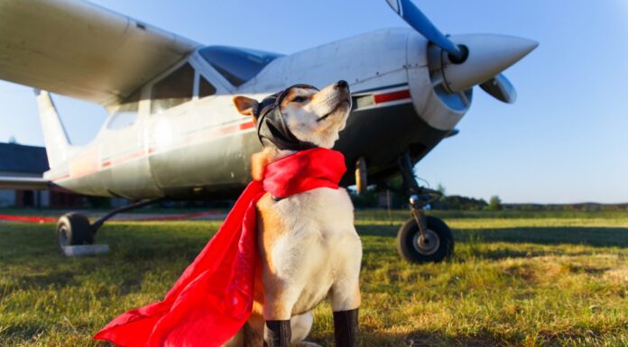 Foto divertente del cane Akita Inu in tuta da pilota all'aeroporto