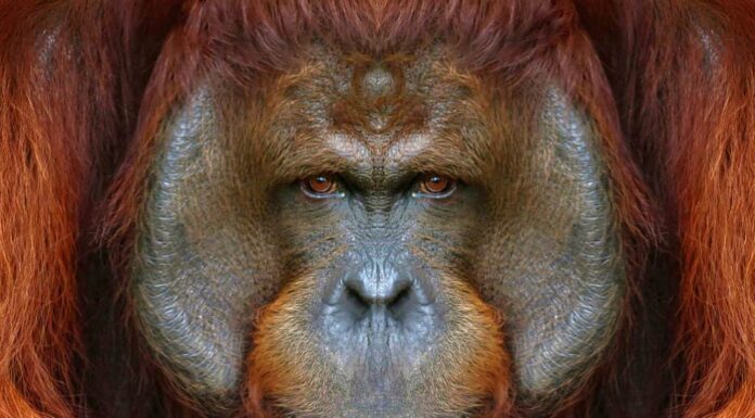 Primo piano dell'orango