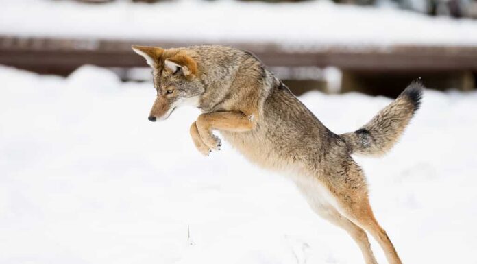Guarda come questo gioco di golf viene bloccato da un coyote che attacca un cervo
