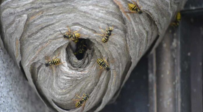 Nido di giubbotti gialli