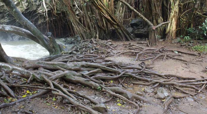 Sentiero delle Twin Falls Maui