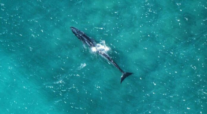 Una balenottera comune immatura in pericolo al largo del parco nazionale di Cesarea Marittima