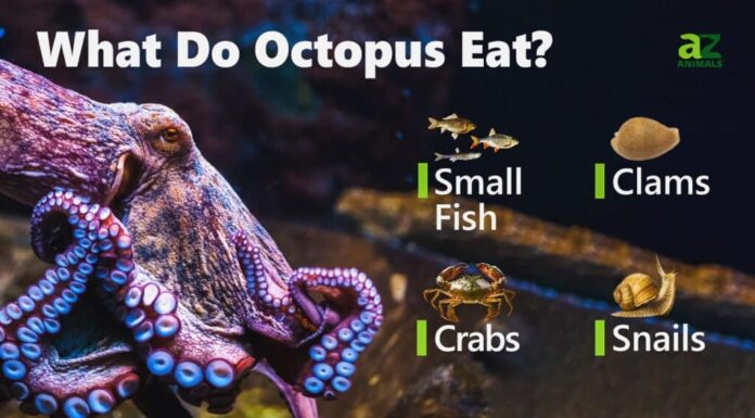 Guarda questo polipo affamato cambiare colore mentre sogna di mangiare un granchio
