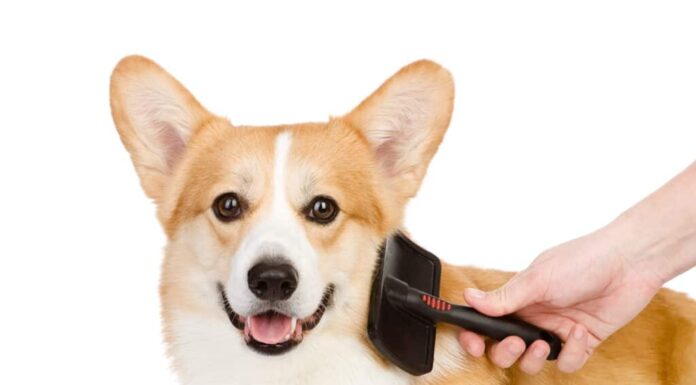 Spazzolare un Corgi su uno sfondo bianco