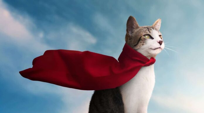 simpatico gatto supereroe con il suo mantello rosso che guarda l'orizzonte - sfondo azzurro del cielo