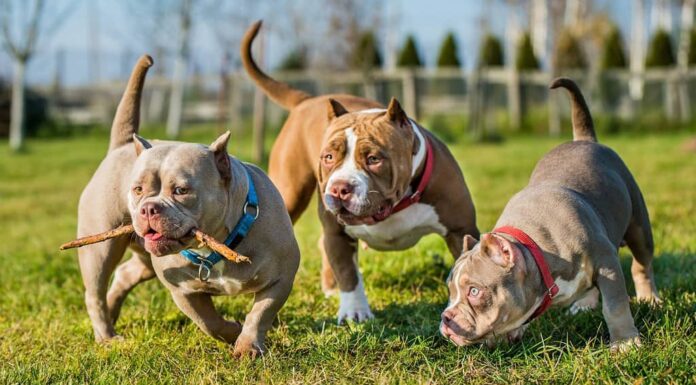 Tre cani American Bully color cioccolato stanno camminando