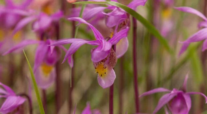 Orchidee rosa della pantofola di fata