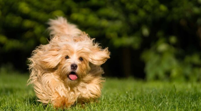 Felice cane havanese arancione che corre verso la telecamera nell'erba