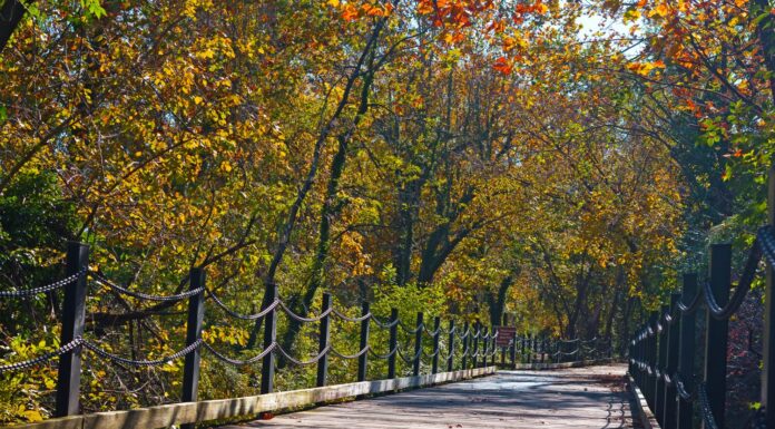 Un percorso pedonale e ciclabile lungo il fiume Potomac ad Arlington, Virginia, Stati Uniti.  Sentiero tra alberi decidui in una mattinata soleggiata in autunno.