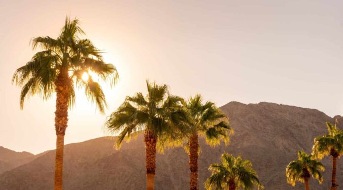 Palme e montagne del deserto al tramonto a Palm Springs, California