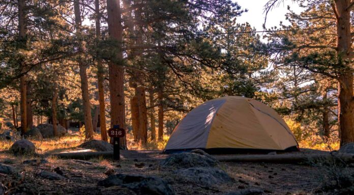 Calda alba al campeggio del Parco Nazionale delle Montagne Rocciose
