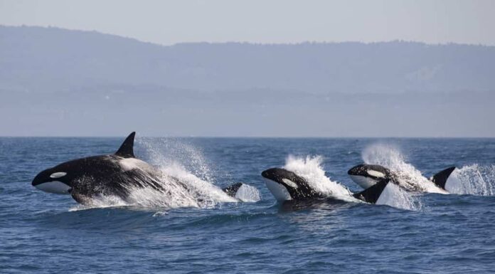 Balena assassina - (Orcinus Orca)