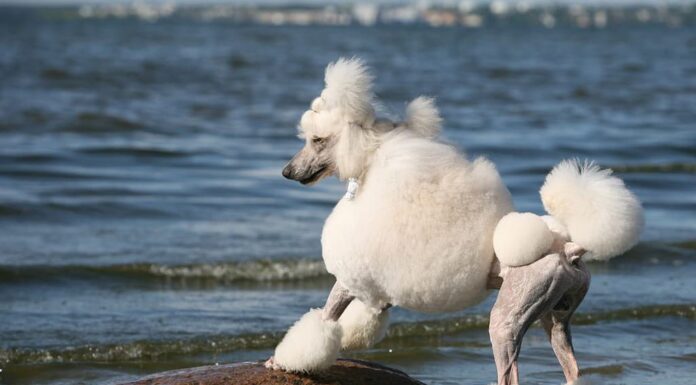 Barboncino standard sulla spiaggia