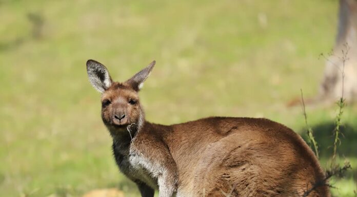  I canguri sono intelligenti?  Tutto quello che sappiamo sulla loro intelligenza
