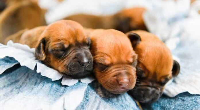 Simpatici cuccioli di Rhodesian Ridgeback appena nati che dormono insieme su decorazioni floreali