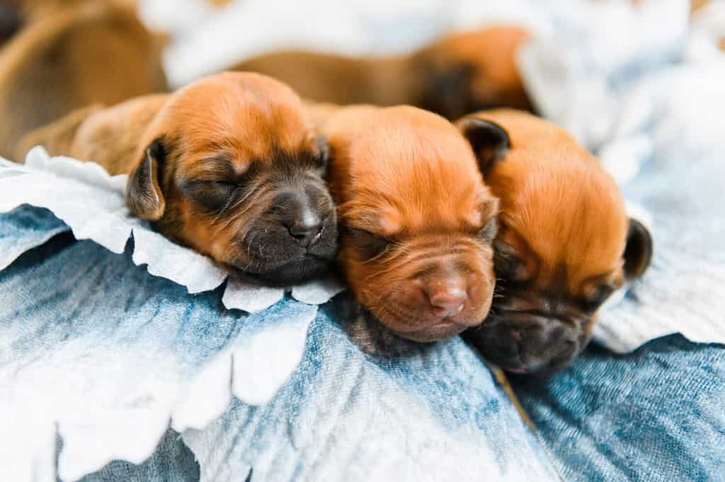 Simpatici cuccioli di Rhodesian Ridgeback appena nati che dormono insieme su decorazioni floreali