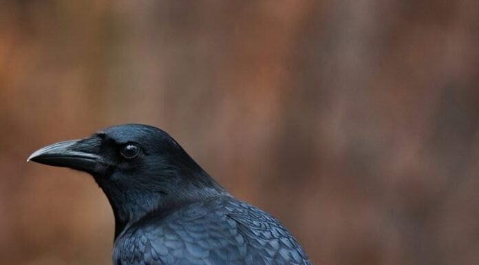 Corvo americano in piedi su un palo.