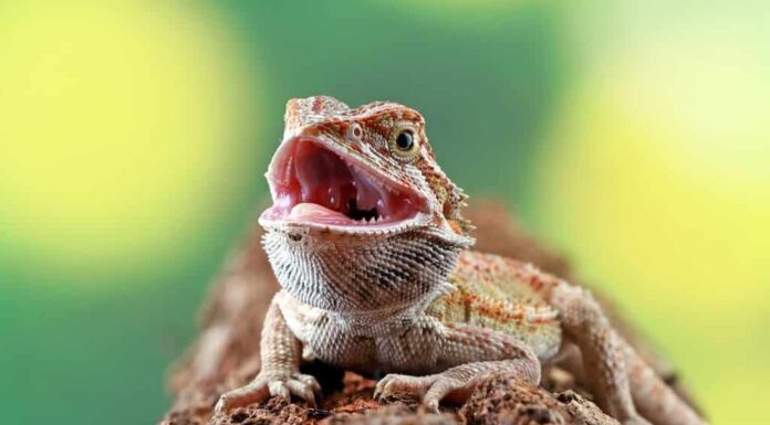 Drago barbuto sul ramo