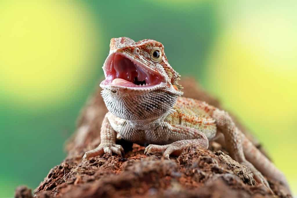 Drago barbuto sul ramo