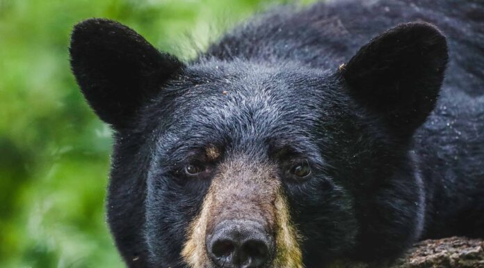Orso nero, Animale, Carino, Orso nero americano, Fotografia