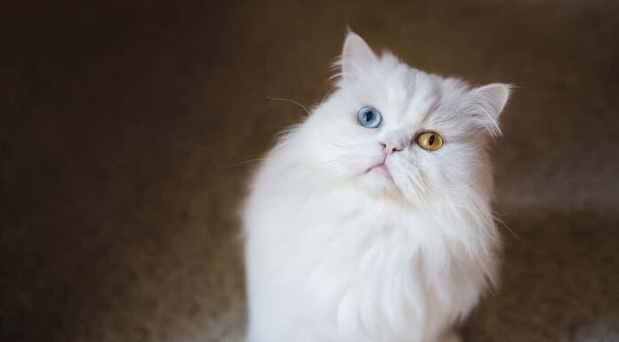 Gatto persiano bianco