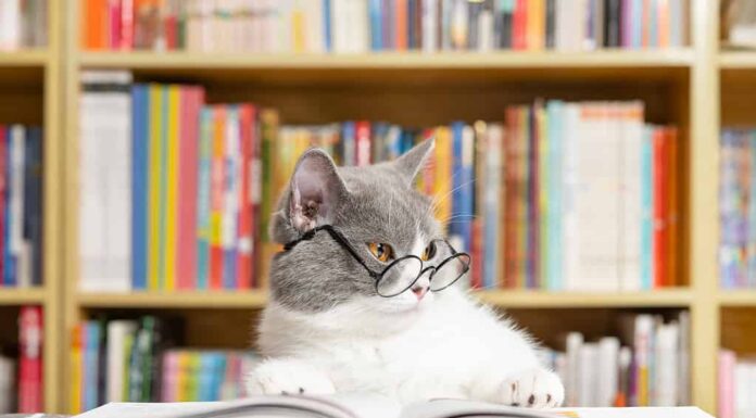 Le persone che possiedono gatti ti diranno che i gatti sono molto intelligenti.