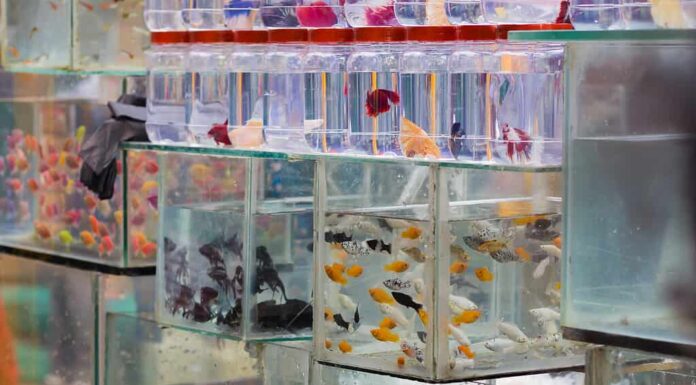 Vari pesci ornamentali colorati sono conservati in piccoli acquari e contenitori in vendita nel negozio di animali o nel mercato.  Si vedono nuotare intorno bellissimi piccoli pesci come betta, pesci rossi e molly.