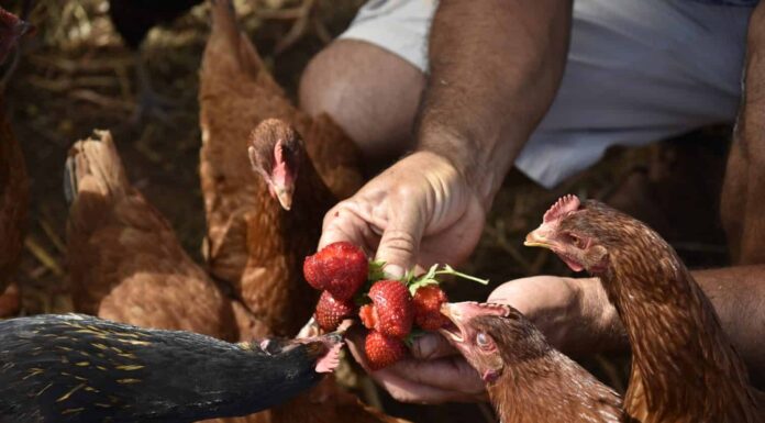 dare da mangiare alle fragole al pollo nella fattoria