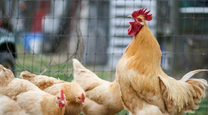 Polli Buff Orpington galline galli