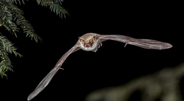 Caccia ai pipistrelli volanti nella foresta.  Il pipistrello di Natterer (Myotis nattereri) si trova in gran parte del continente europeo, in alcune parti del Vicino Oriente e del Nord Africa.  Si nutre di insetti e altri invertebrati.
