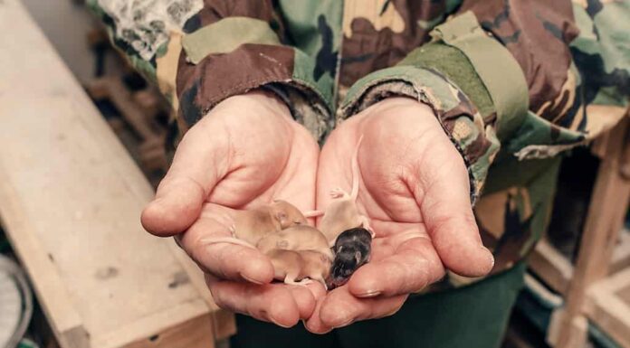 Ingrandimento, Sonno, Adulto, Animale, Parte del corpo animale