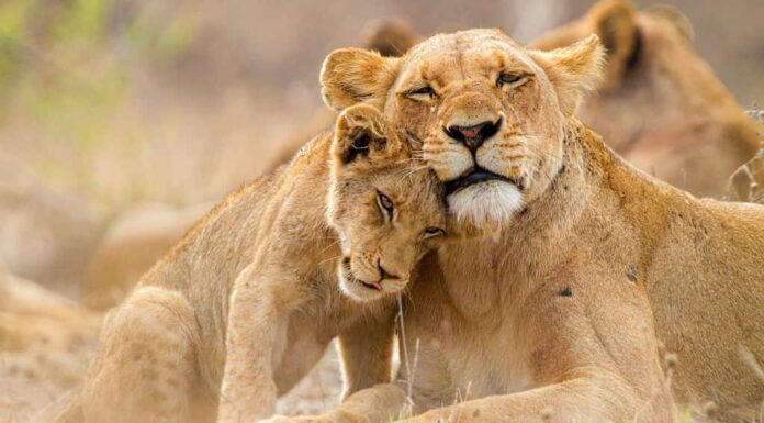 Simpatica famiglia di leoni