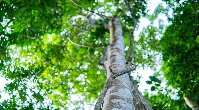 Albero di Agarwood nella pianta, industria dei profumi