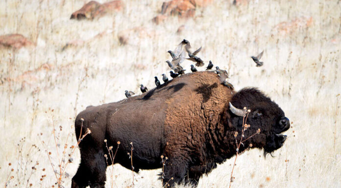 Bisonte che muggisce