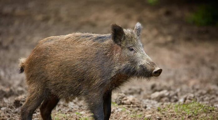 Maiale selvatico giovanile allo stato brado