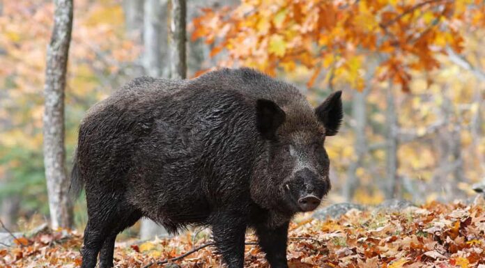 Un maiale selvatico, o cinghiale, nel suo habitat naturale.  Questi animali onnivori hanno un forte senso dell'olfatto e zanne affilate usate per la difesa.