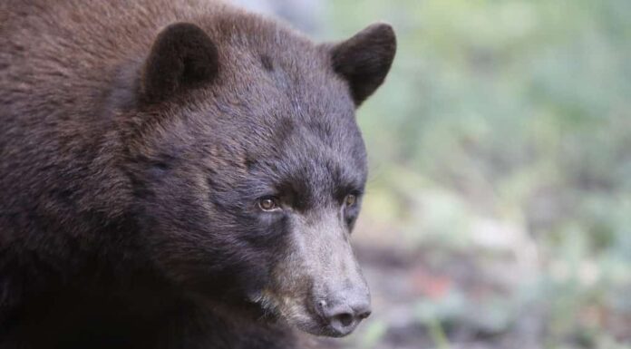 Orso nero, Nuovo Messico