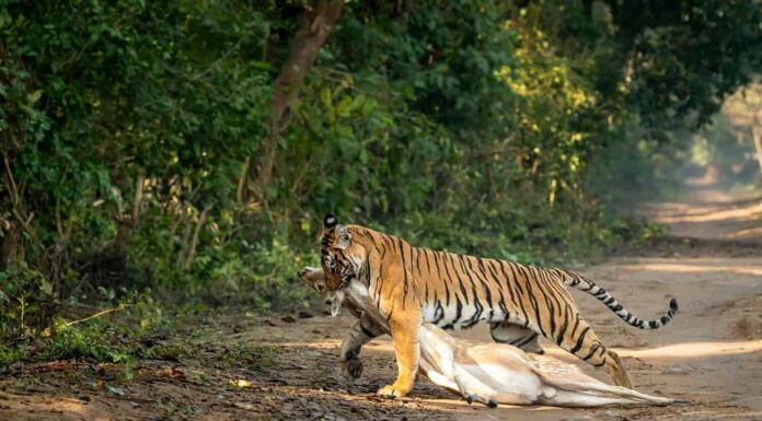 tigre femmina reale selvaggia del bengala o panthera tigri trascinando cervo maculato o uccidendo chital in bocca o mascelle in sfondo verde naturale nella foresta di dhikala parco nazionale jim corbett uttarakhand india