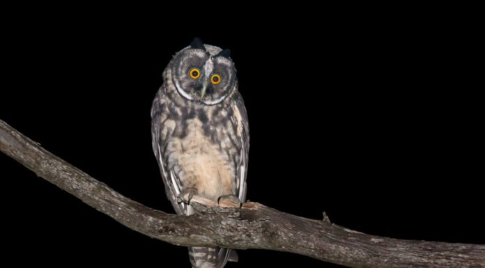 Allocco dello Stige (Asio stygius) durante la notte.