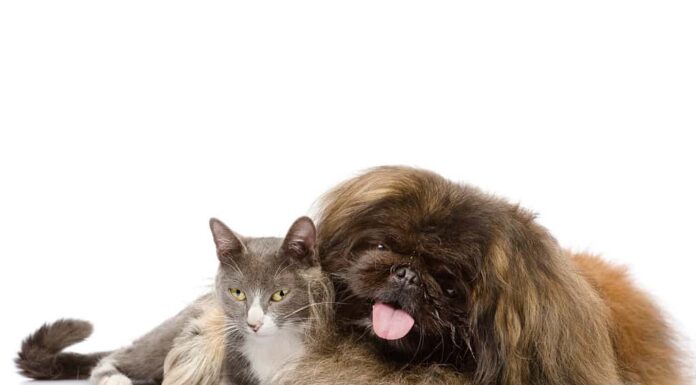 Cane pechinese che abbraccia gatto.  isolato su sfondo bianco