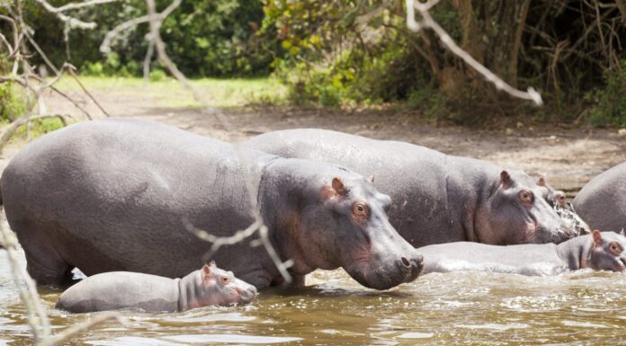 Famiglia di ippopotami e bambino sotto il sole africano - Immersioni