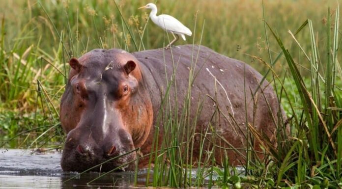 Cosa mangiano gli ippopotami