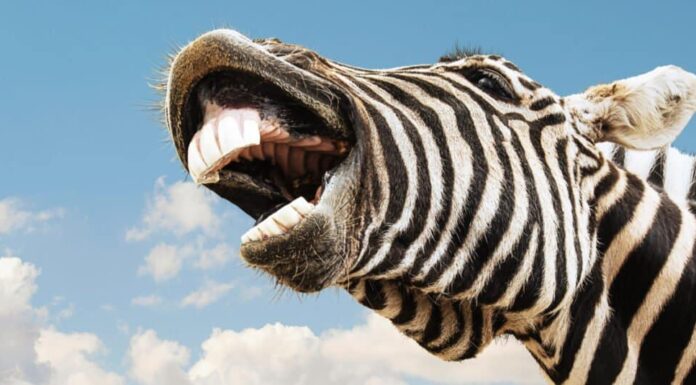 Denti della zebra - Zebra che mostra i denti