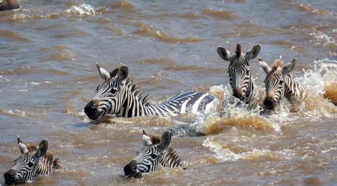 Zebra delle pianure o zebra comune (Equus quagga prev. Equus burchellii) che nuota attraverso un fiume.  Area di conservazione di Ngorongoro (NCA).  Tanzania