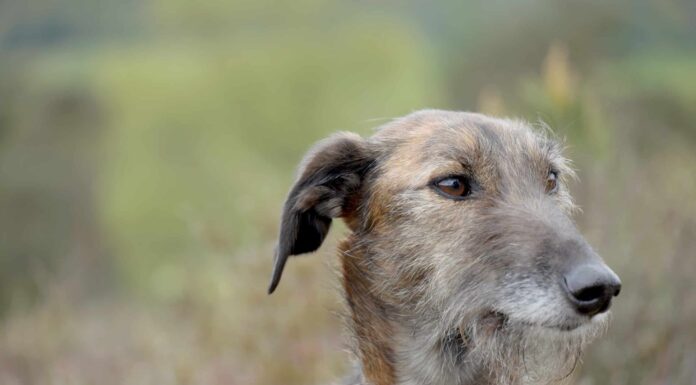 Le 11 razze di cani irlandesi più popolari
