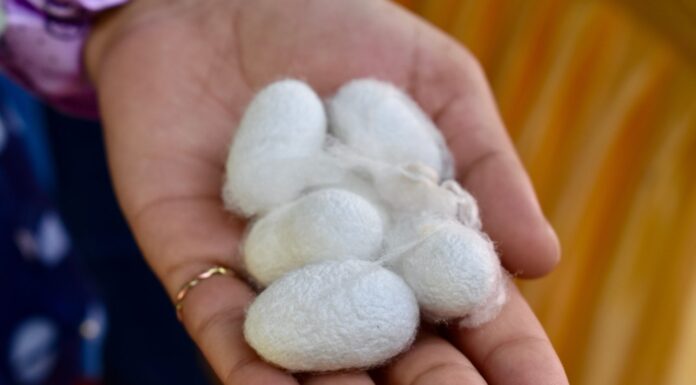 mani che tengono la palla di bozzolo del baco da seta.