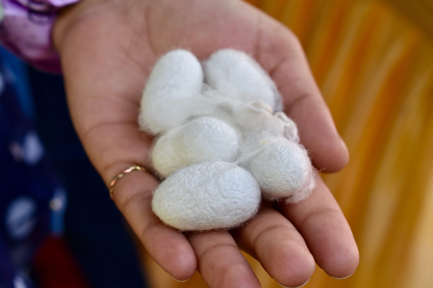 mani che tengono la palla di bozzolo del baco da seta.